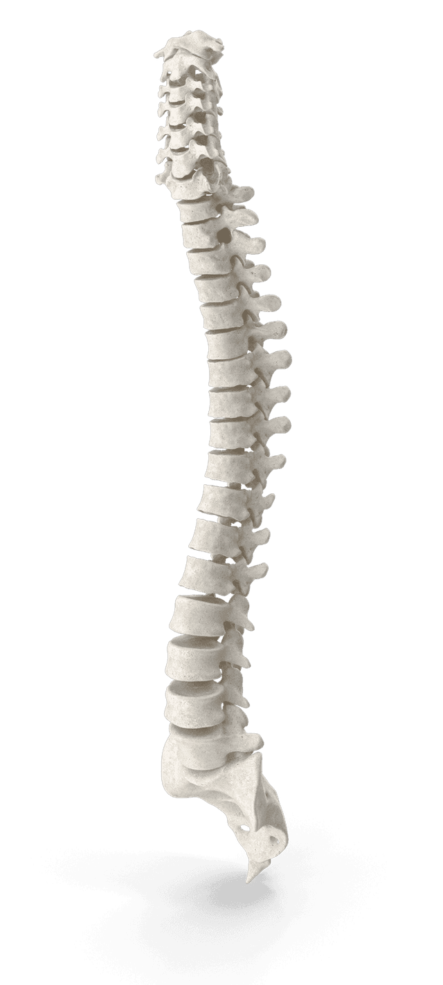 Human spine illustration